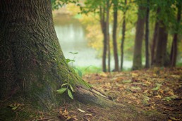 albero-bosco